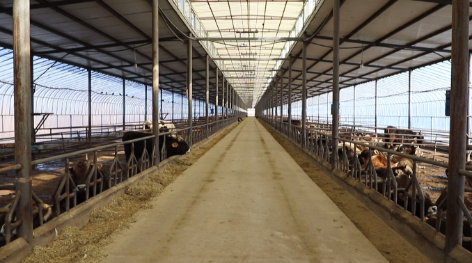 特克斯县犇土牲畜养殖公司真牛