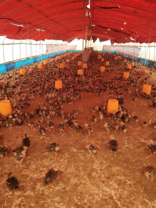 其它 贵州湘大骆驼饲料有限公司脱温鸡饲料效果展示 写美篇销售热线